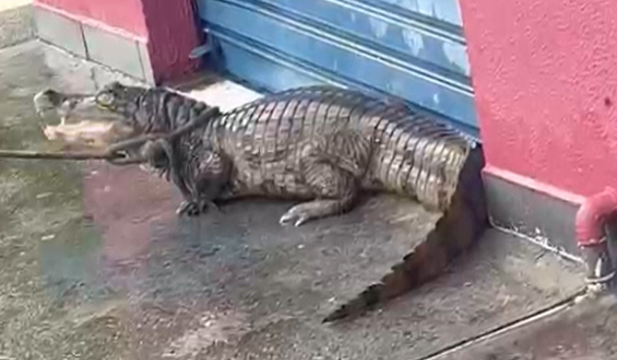 foto Not&iacute;cia Manaus